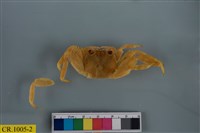 藏品(白紋方蟹)的圖片